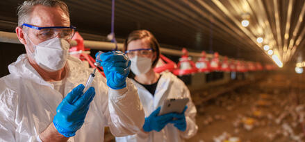 Two individuals are dressed in white protective suits and blue gloves, working inside a poultry farm. One person is preparing a syringe, likely for administering medication or vaccines, while the other holds a tablet, possibly for data recording or reference. The background shows rows of red automatic feeders and numerous chickens. The environment is well-lit, indicating an industrial or commercial poultry operation. This scene suggests health and safety procedures are being followed to ensure animal welfare.