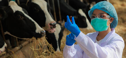 The image shows a person wearing a white lab coat, blue gloves, and a blue hair cover, inspecting a small amber glass bottle, possibly containing medicine or a sample. The scene takes place in a cattle barn, with several black and white cows feeding on hay behind a metal railing. The setting suggests veterinary work or livestock management, with the person appearing to be a veterinarian or agricultural worker. The focus is on the careful handling of the bottle and the attentive care of the cows.