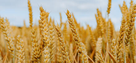 The image shows a close-up view of a wheat field, with golden wheat stalks standing tall and densely packed together. The ripe wheat heads are prominent, their kernels plump and ready for harvest. The background is softly blurred, suggesting a vast field stretching out under a pale blue sky with scattered clouds. The overall mood of the image is warm and summery, capturing the essence of agricultural abundance.